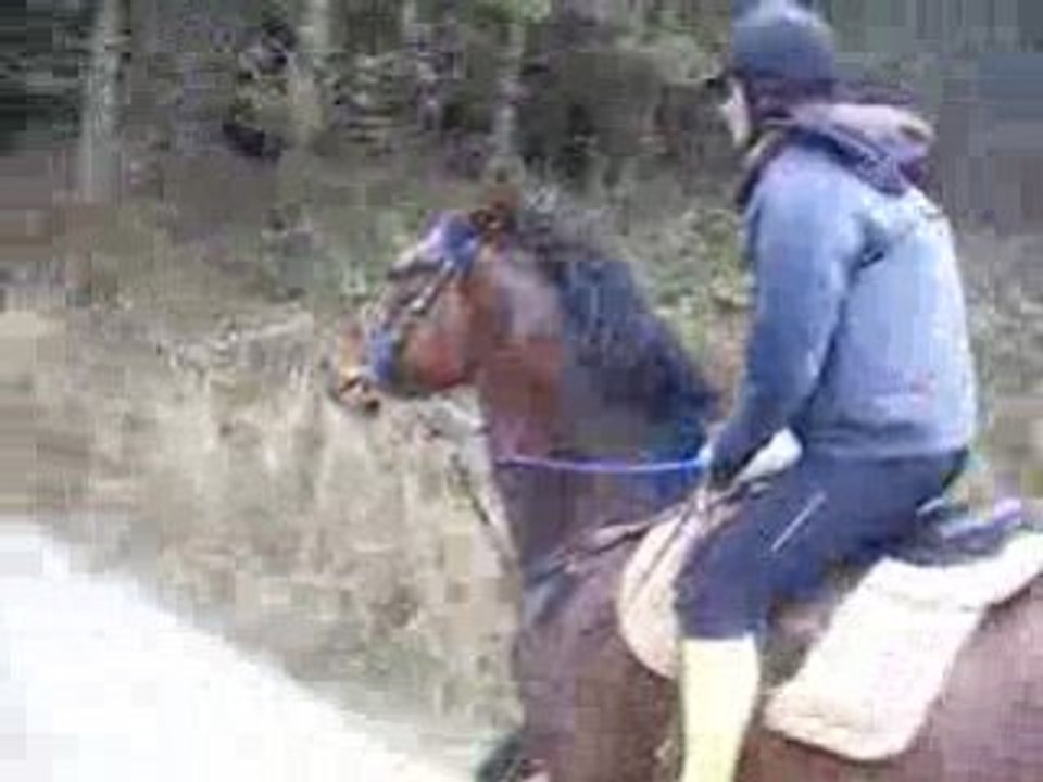 Séance Galop Entrainement Chevaux