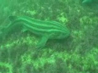 Meet the Great White Shark day 4