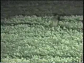 Soirée brame renard ou blaireau