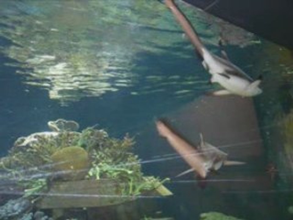 » Nausicaà [ Part 1 ]