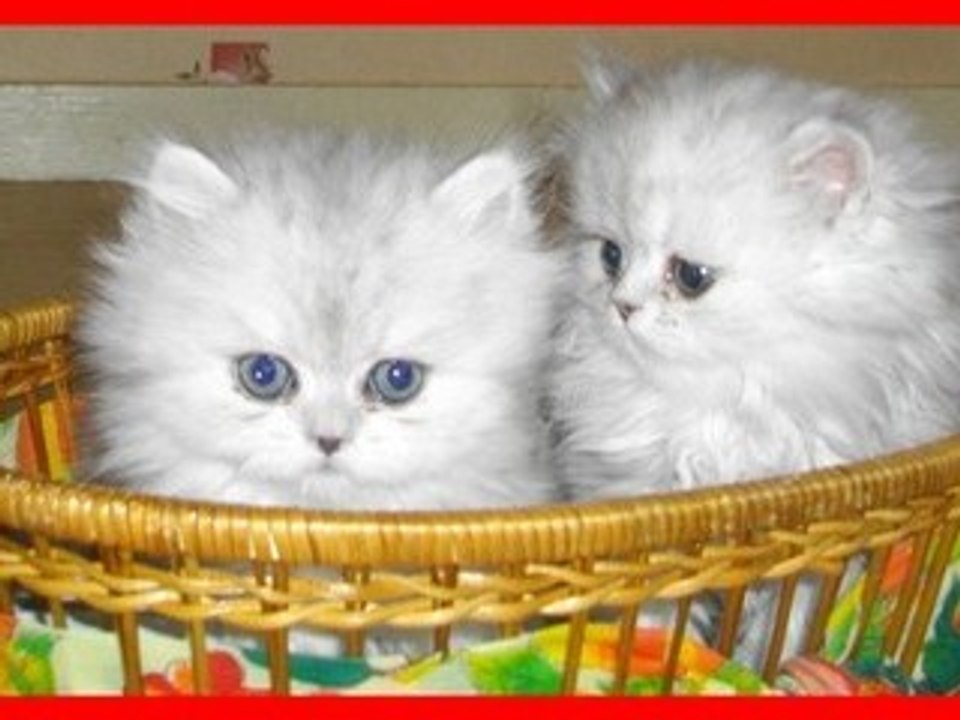 chaton persan chinchilla