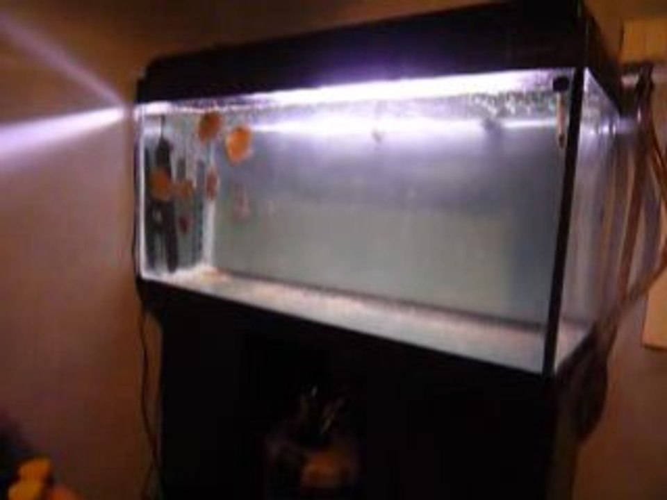 Discus Phong
