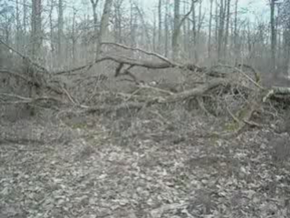 1er exo arbre