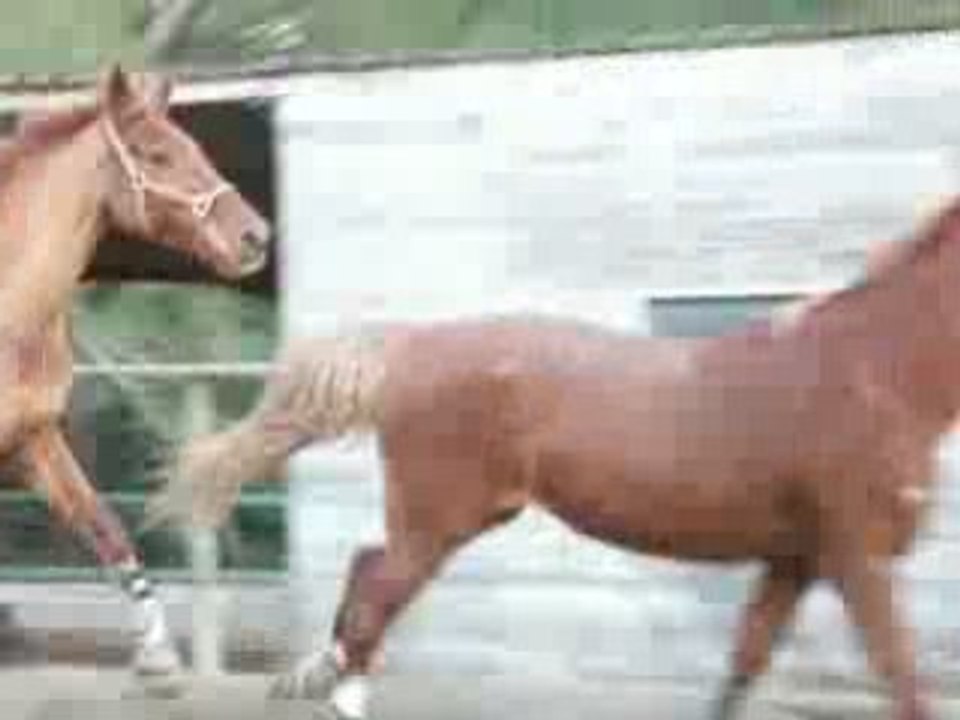 Pic-Poc-Pac font mumuse 2(mars2009)