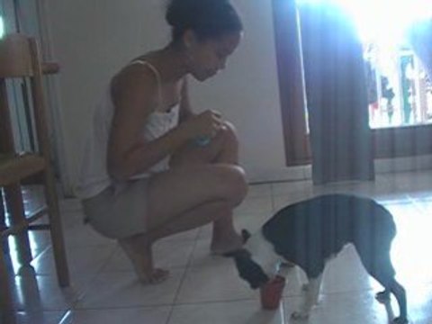 my boston terrier new tricks