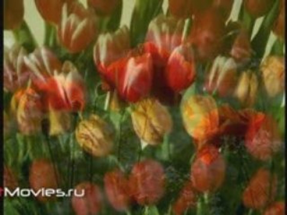 Композиции из живых цветов (подбор, составление и уход)