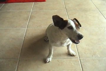 Singing Cats ft. The Rapping Dog