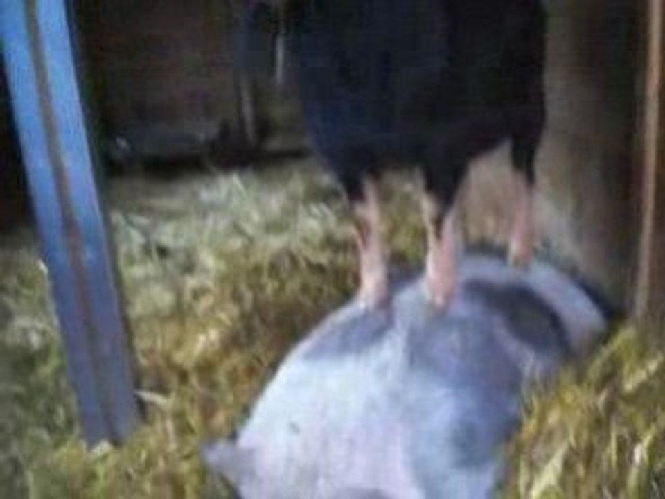 Massage thailandais d'une chevre sur un cochon
