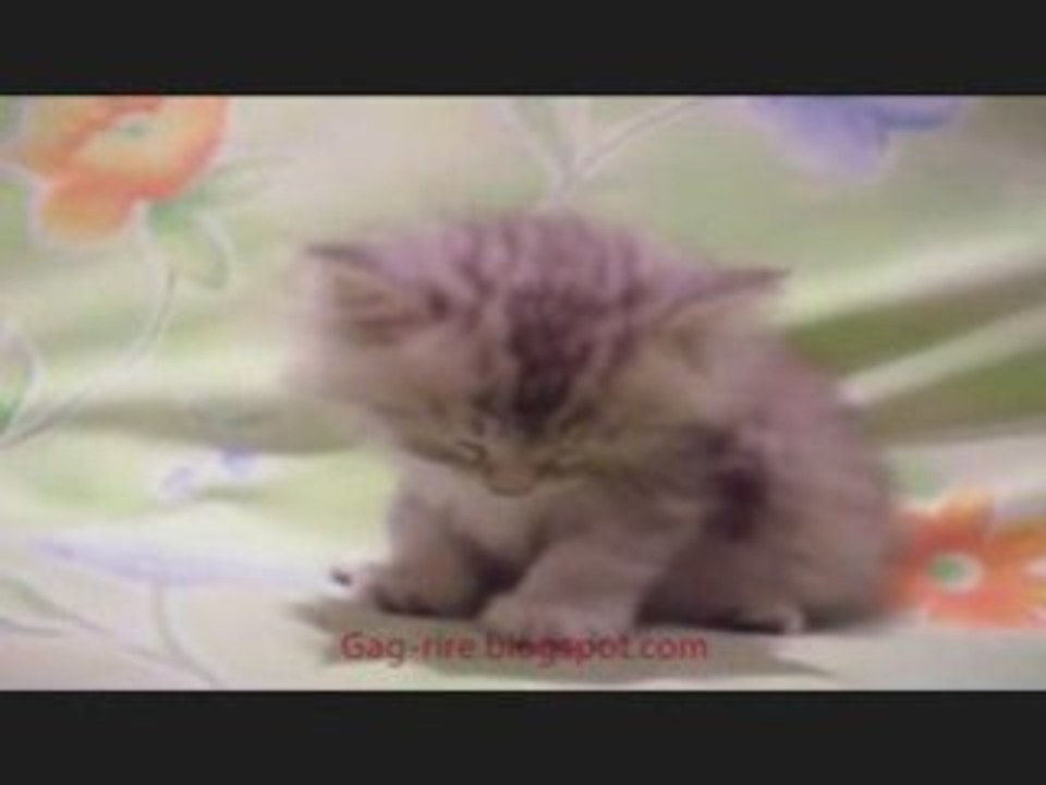 drole petit chat qui dort