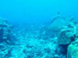 Plongées en Polynésie 2008
