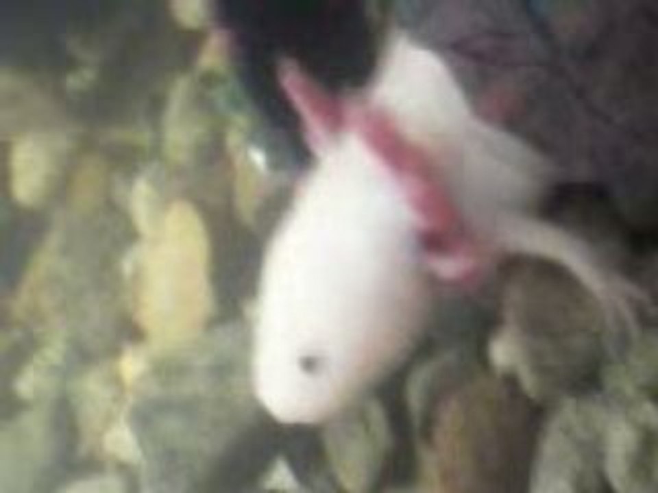 Animal etrange