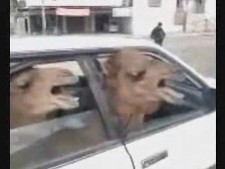 Camels in a Car