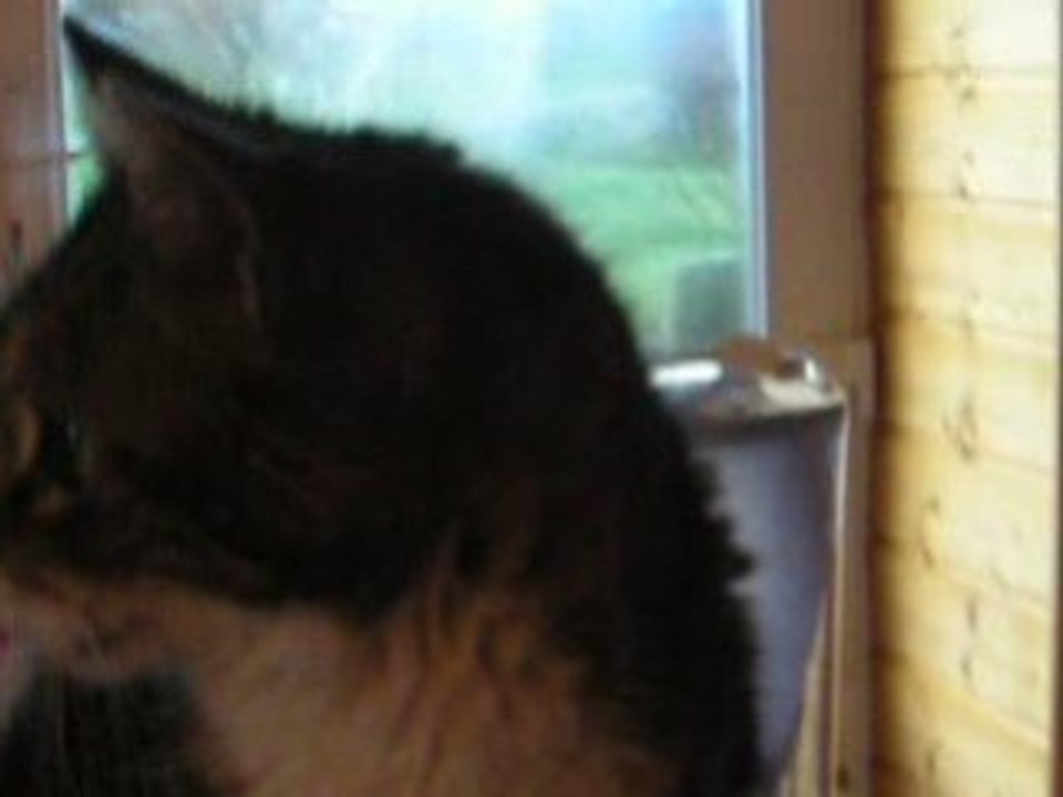 nala tire la langue