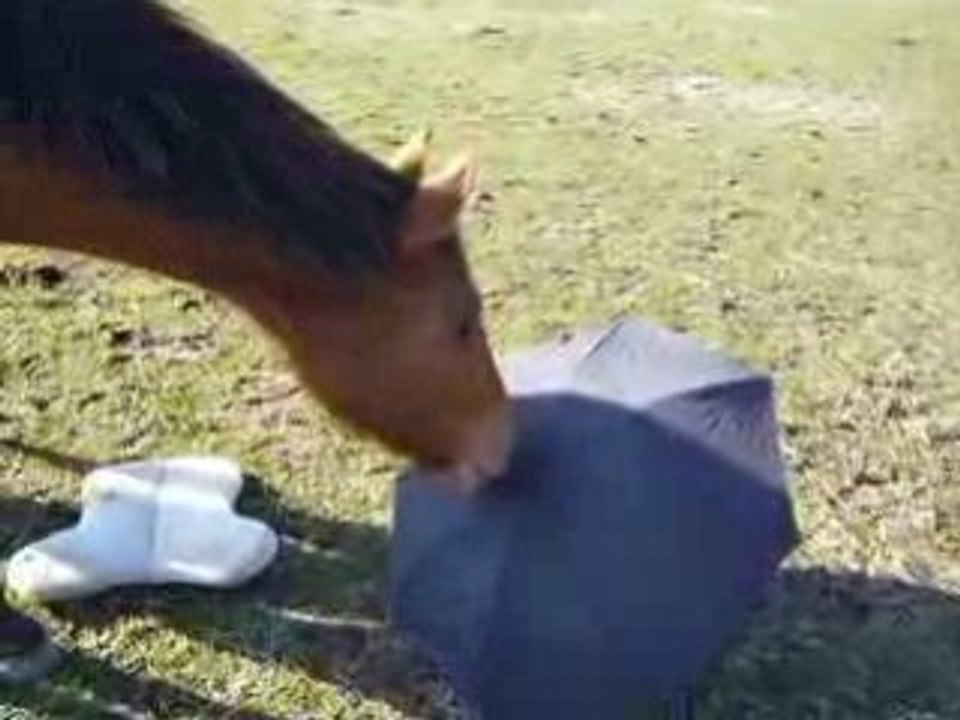 Twsan et le parapluie