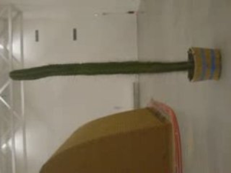 Simon Starling - Under Lime