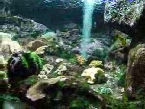 Aquarium à Saint Gilles les Bains Réunion