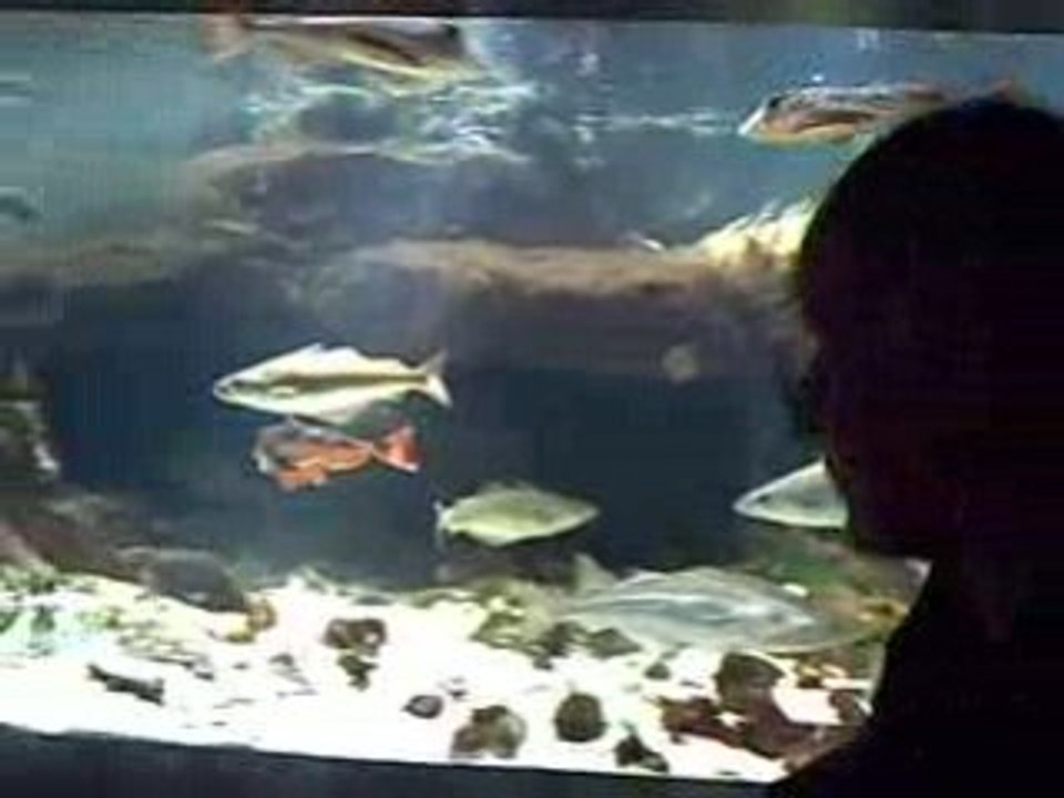 Poissons avec traversée de ma femme !!!