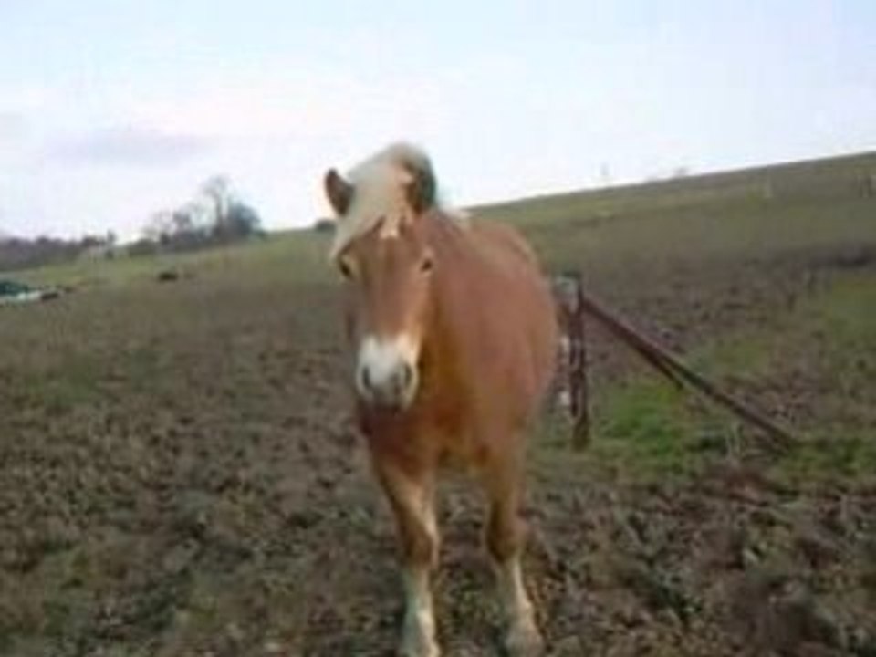 ma chérie au pré