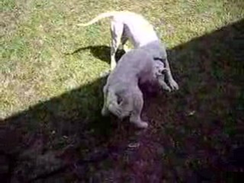 Cayenne & channa-3