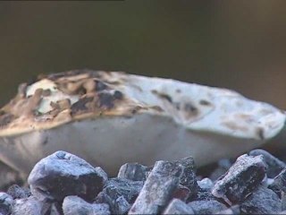 BBQ a chicken using only a string (26 min)