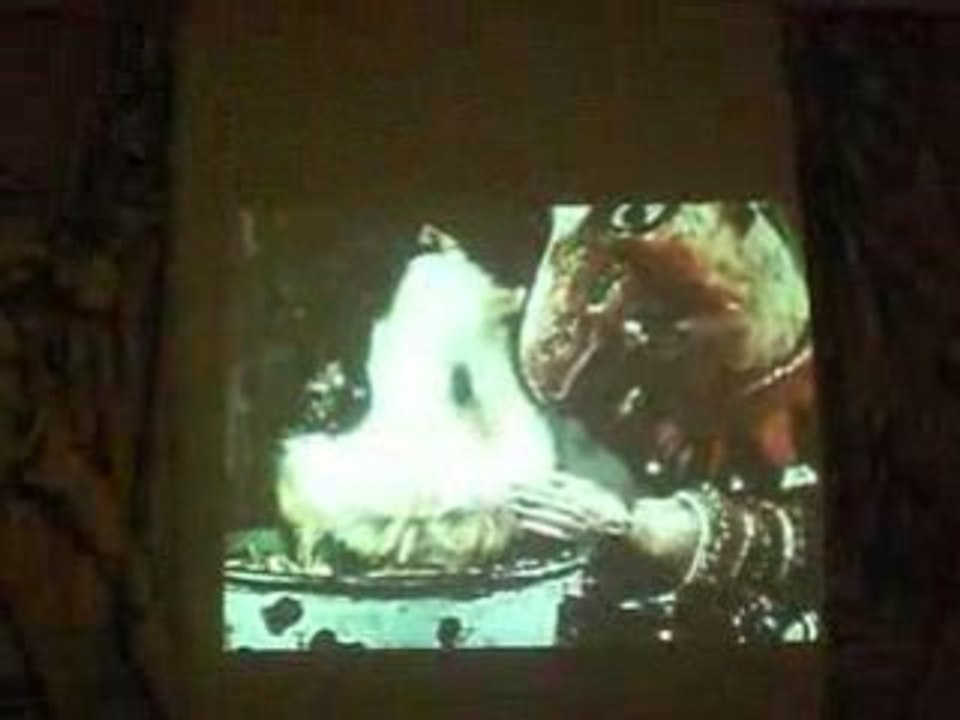 polichinelle + cochon d'inde