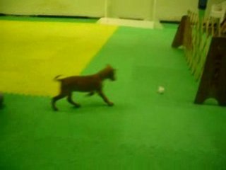 Starchild's Blue Boy, pharaoh history