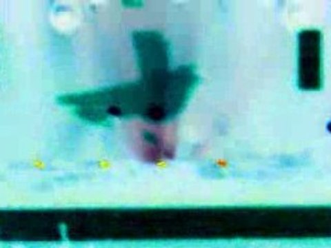 Birdy nam nam Marseille 27 février 2009