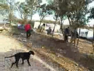 Ravagés devant les caissons.