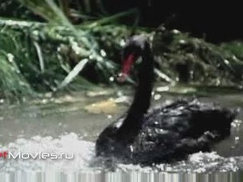 Черный лебедь