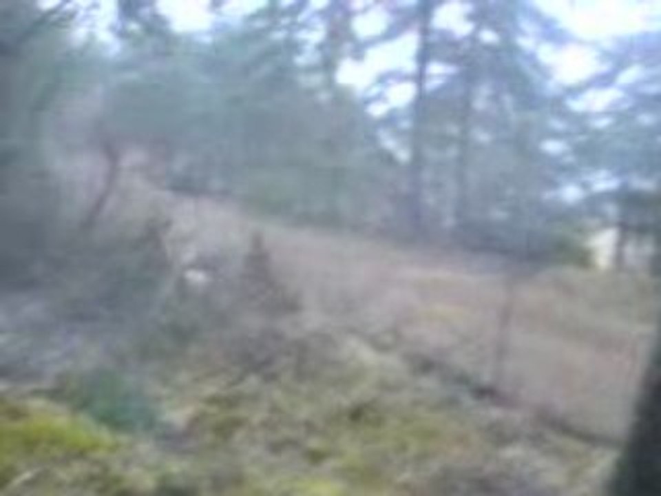 Les Beagles du Ron de l'Apio