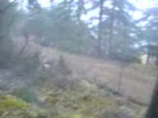 Les Beagles du Ron de l'Apio