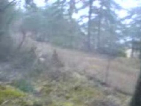 Les Beagles du Ron de l'Apio