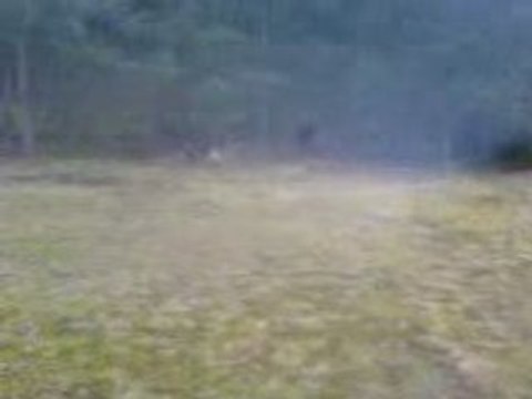 Les Beagles du Ron de l'Apio