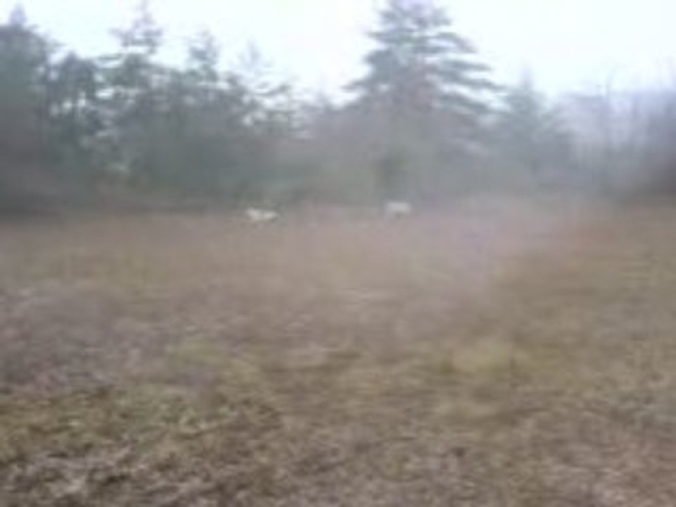 Les Beagles du Ron de l'Apio