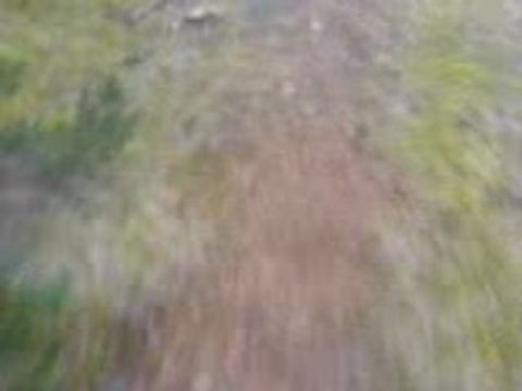 Les Beagles du Ron de l'Apio