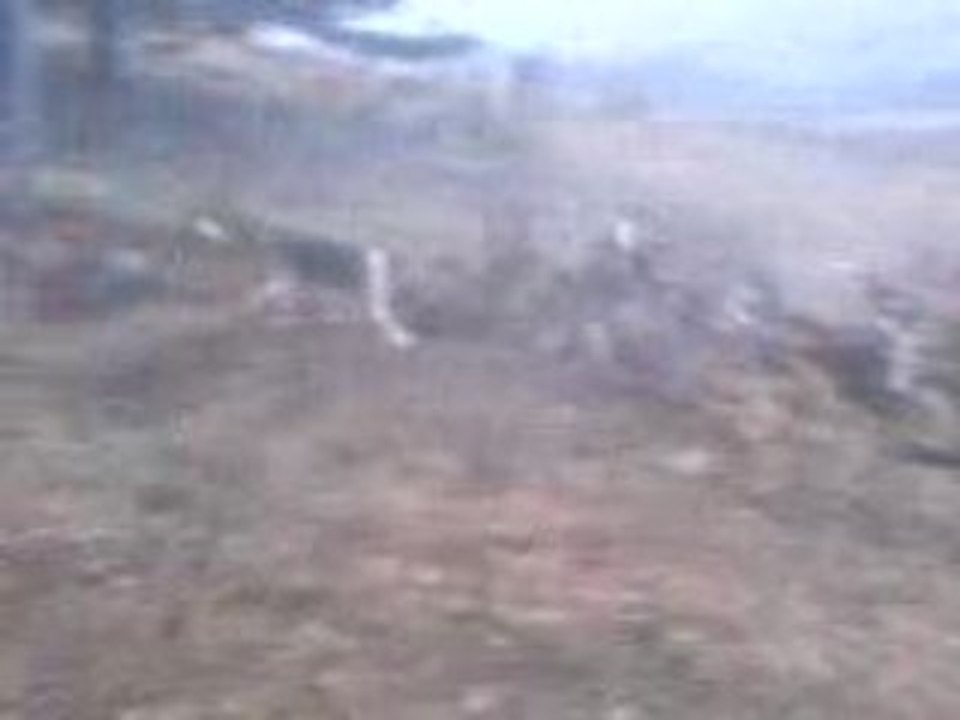 Les Beagles du Ron de l'Apio