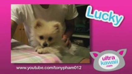 Ultra Kawaii - Super Fluffy Pomeranians