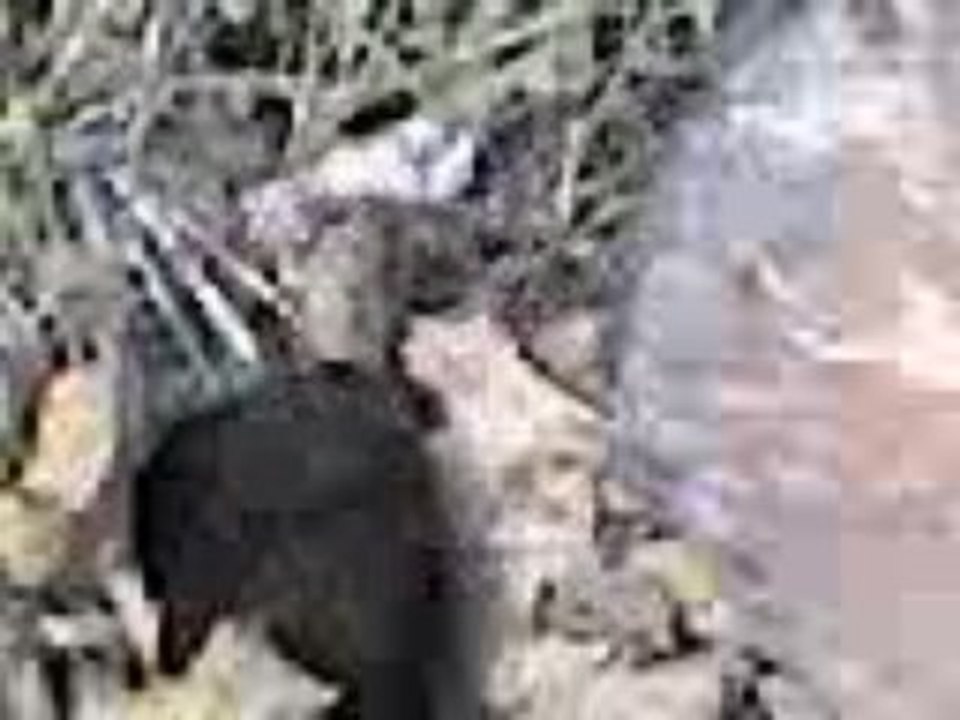 Vidéo 0215