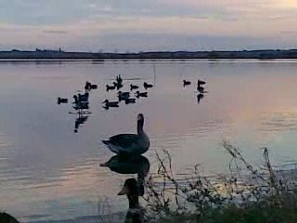 chasse au canard