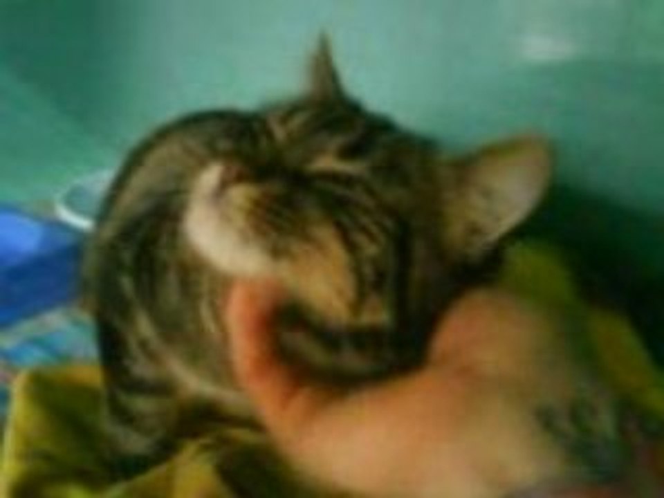 chat cerville
