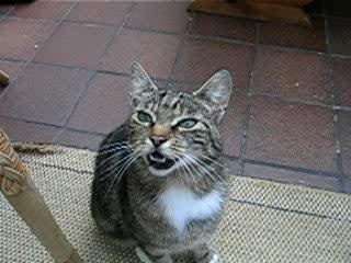 mon chat speedy