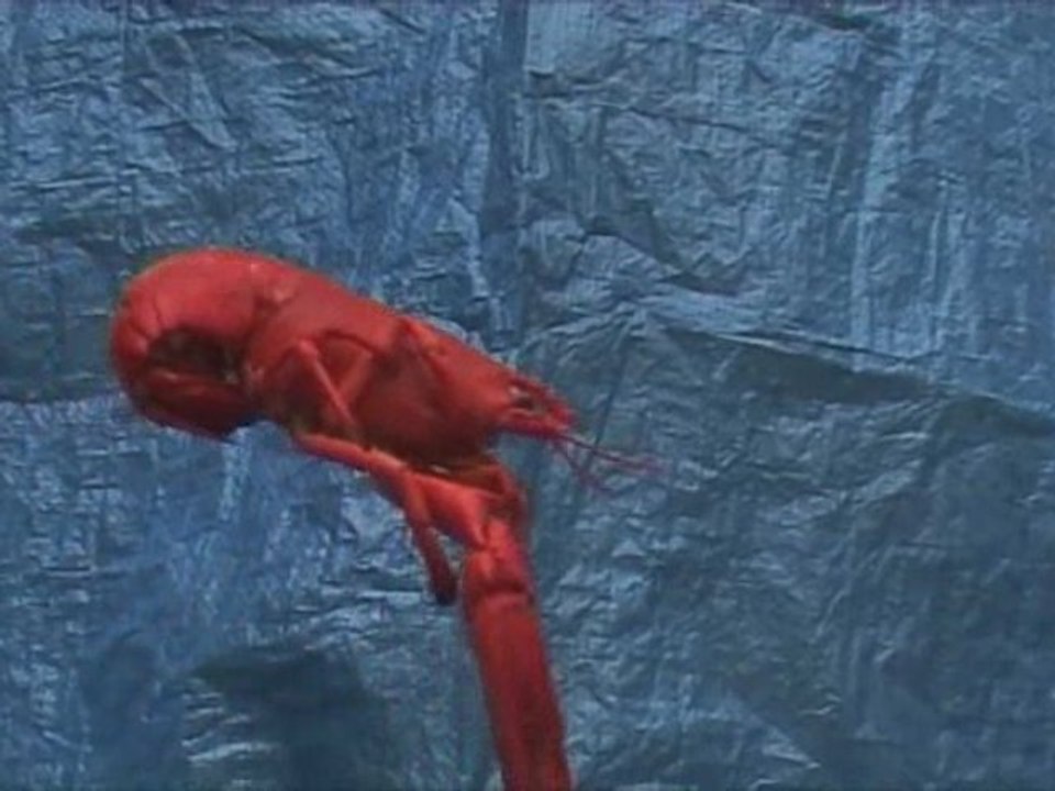 Magic shrimp - flap beat (no official remix)
