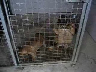 chiots de l'élevage