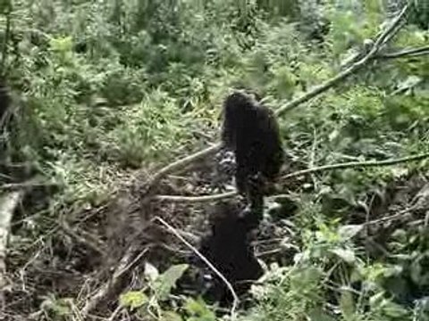 Jeunes gorilles des montagnes au Rwanda