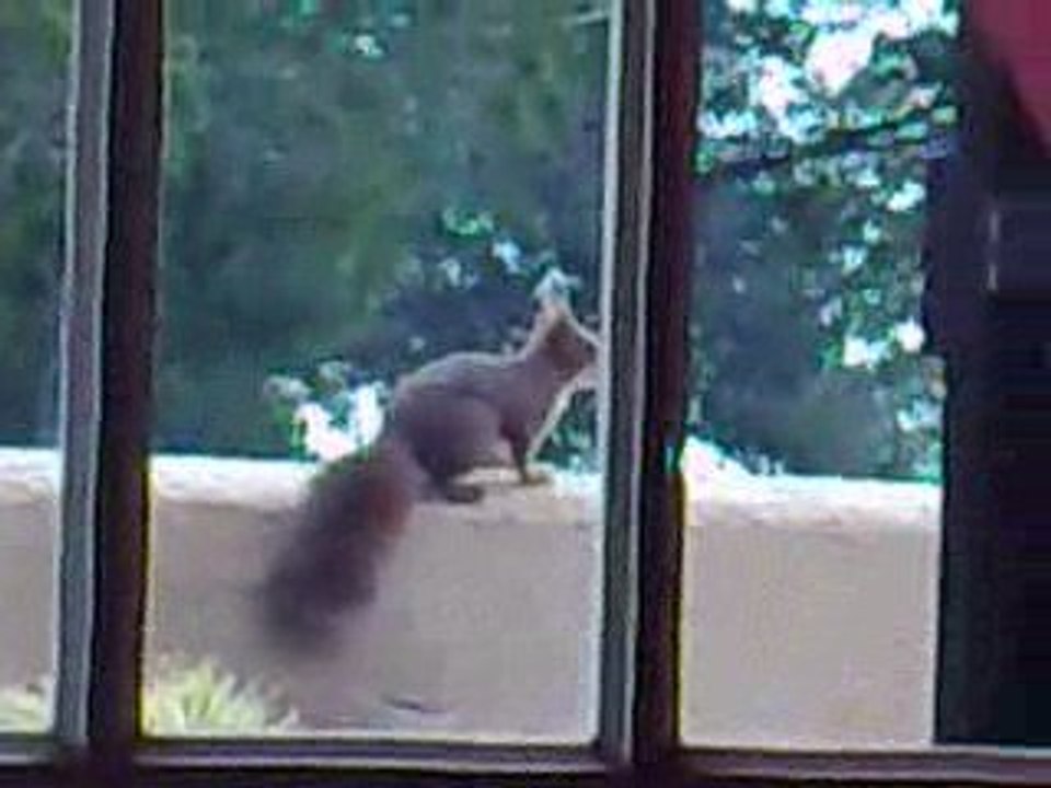 ecureuil a boulouris