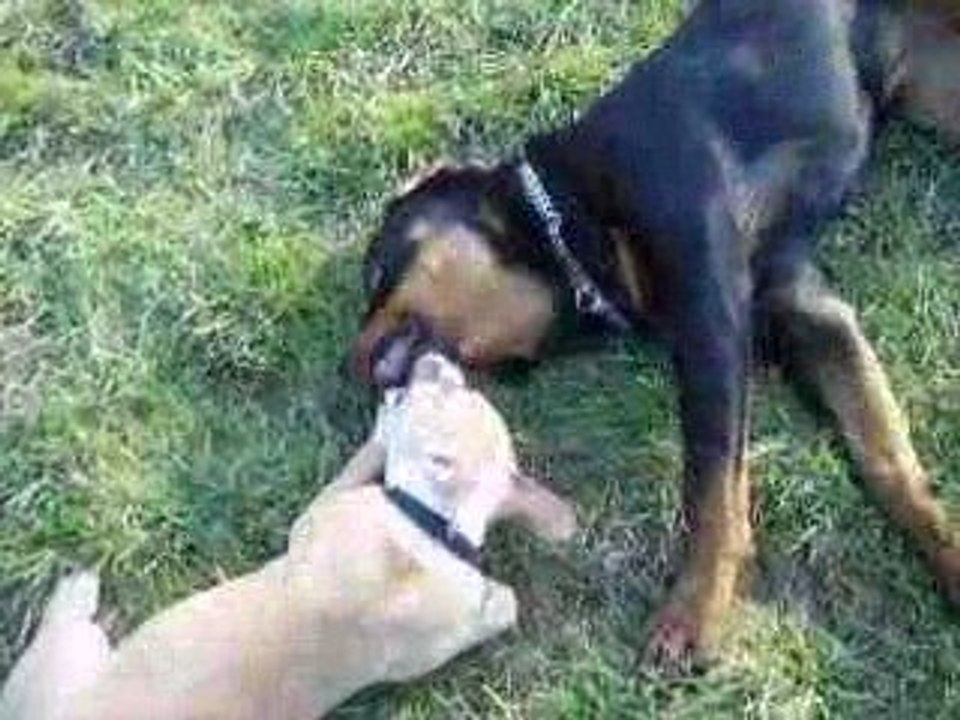 Dixie et Ditta session 2