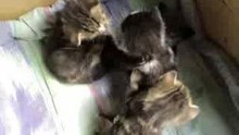 Kitten update