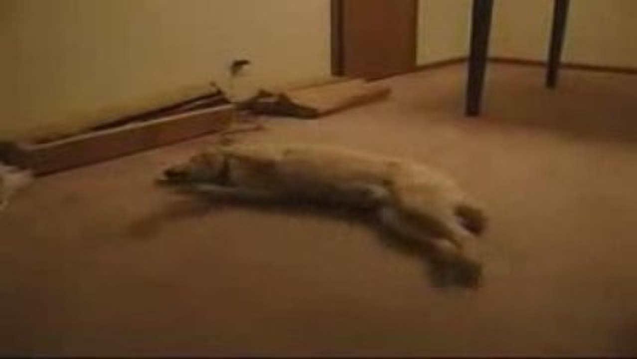 CHIEN EN PLEIN REVE