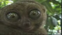 LEMURIEN QUI FAIT SES GROS YEUX