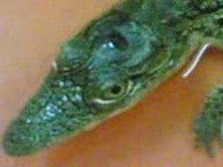 Crocodile eating fish